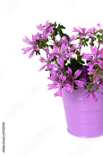 wild violet flowers in bucket