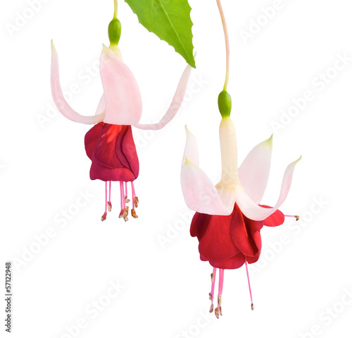 Canvas-taulu white  and red fuchsia flower isolated on white, De Brommelel