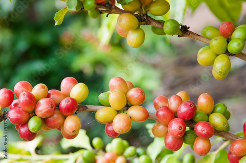 Coffee Tree Branches