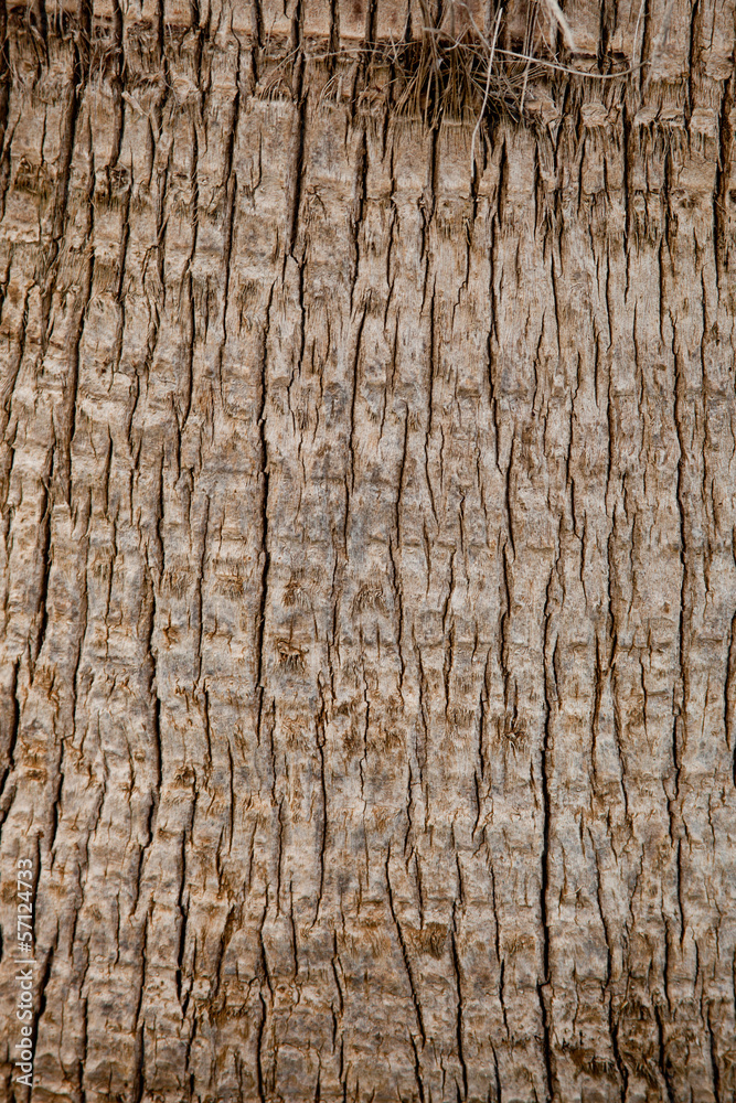 Obraz premium old palm tree texture