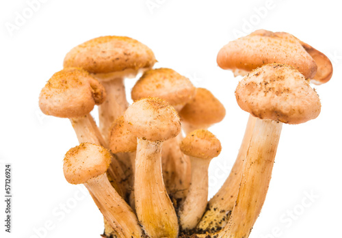 edible mushrooms honey isolated