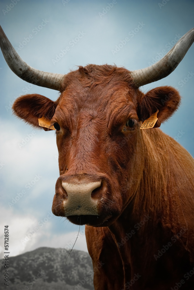 Naklejka premium Vache Salers