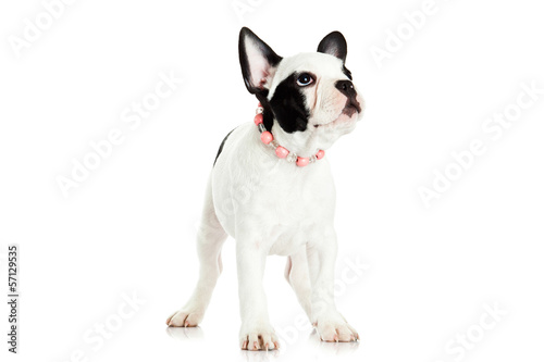 french bulldog isolated on white background © nemez210769