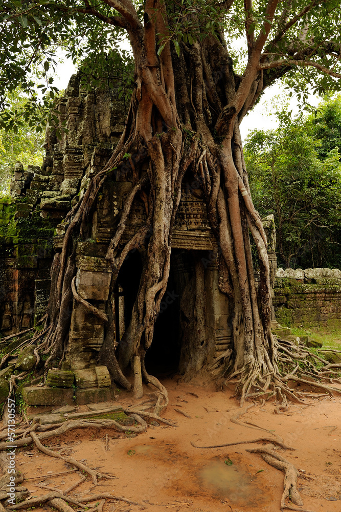 Angkor - Ta Som, The third eastern gopura, strangler fig