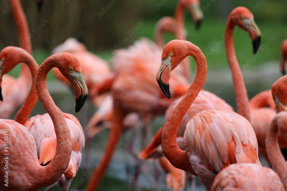 Obraz premium Flamingi