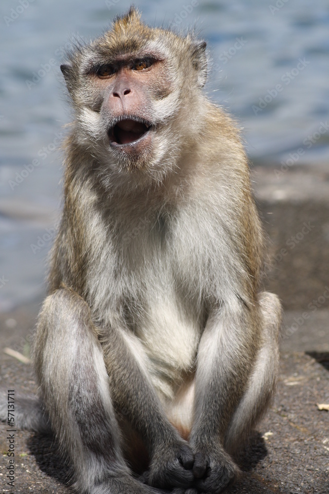 Obraz premium Scimmia che grida