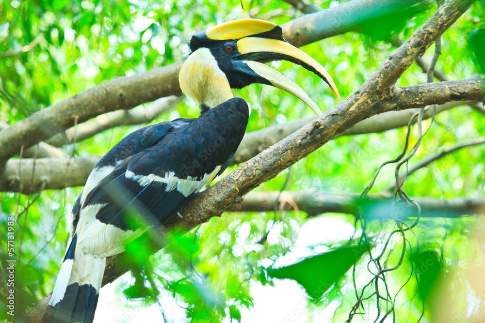 Fototapeta premium Great hornbills are monogamous breeders