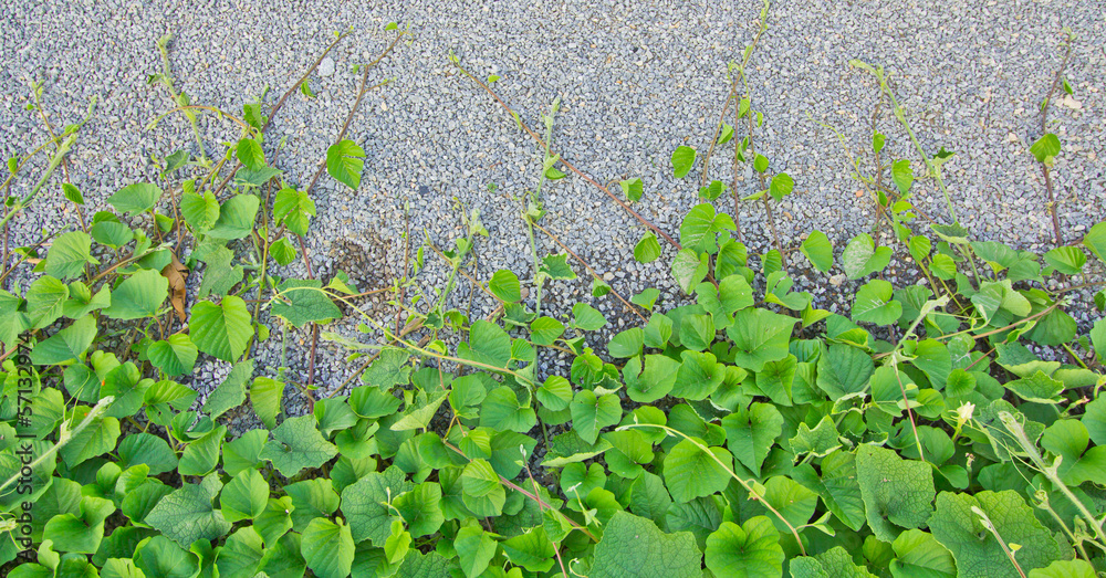 Vine backgrounds