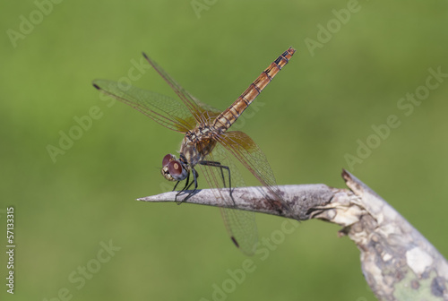 dragonfly macro © Myst