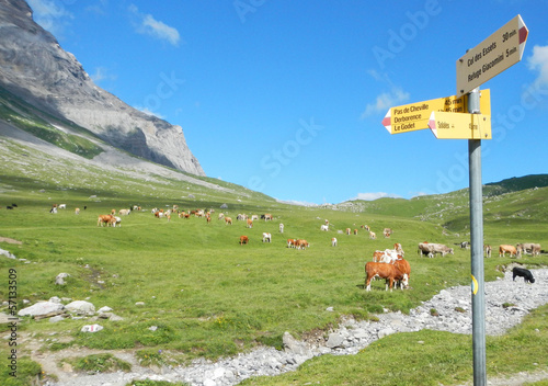 Fototapeta suisse