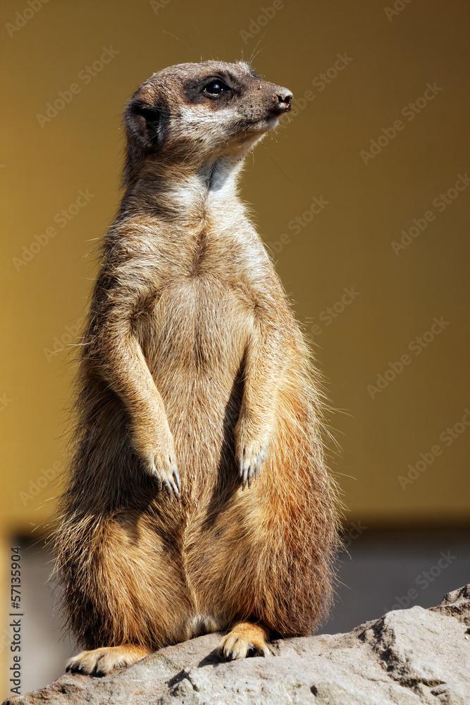 Fototapeta premium Suricata in the zoo