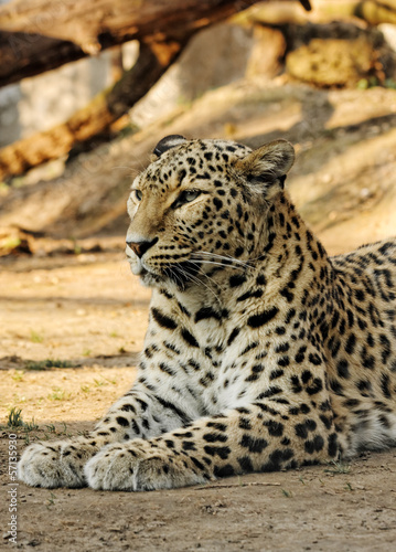 Leopard in the zoo