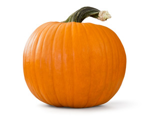 pumpkin on white background
