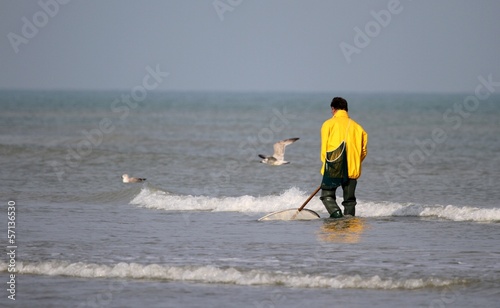 pêche à pied à la crevette en normandie