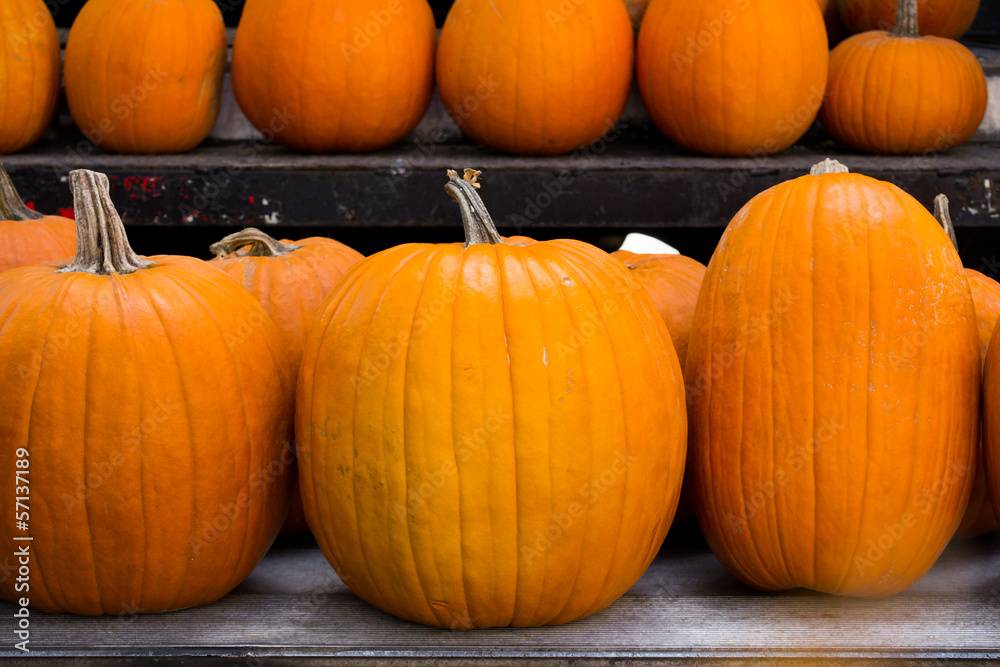 pumpkins pumpkins