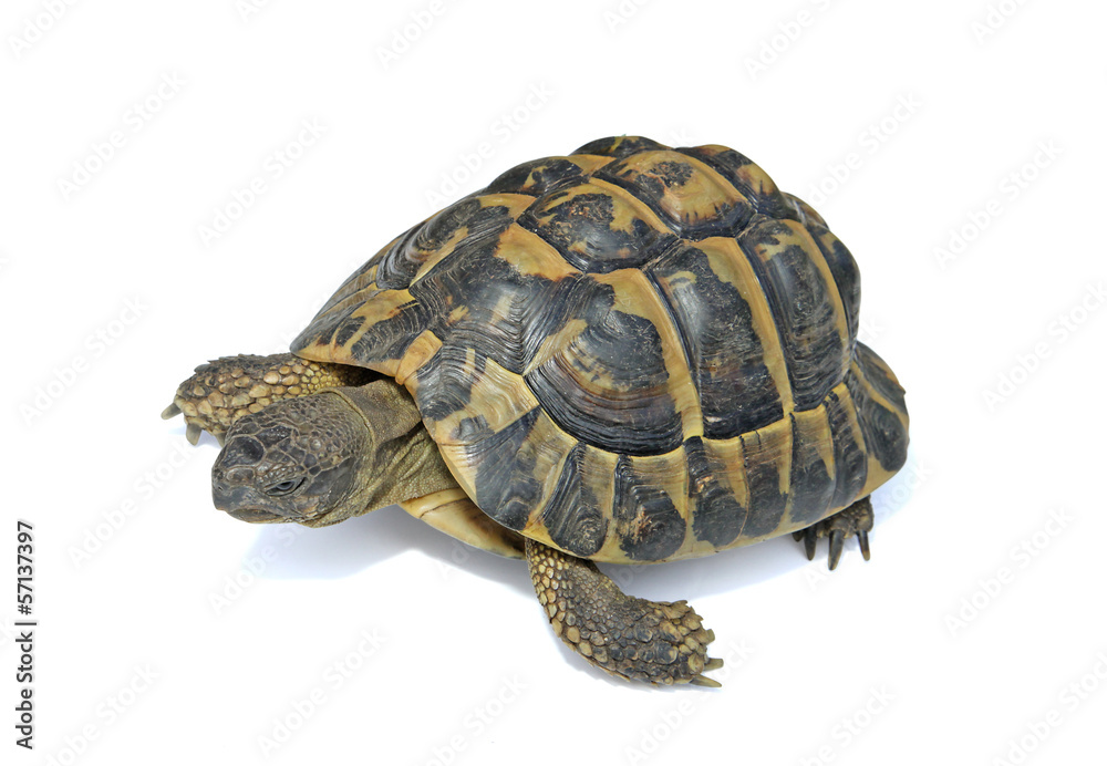 tortue terrestre d'Hermann tortue terrestre d'Hermann