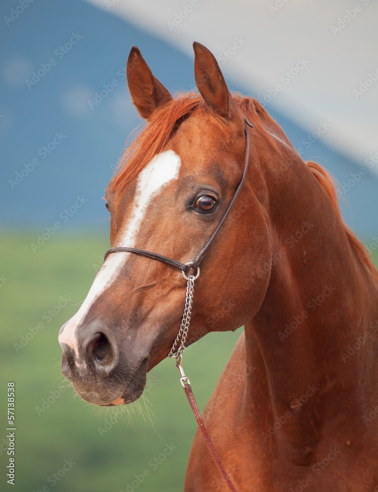 Obraz premium portrait of beautiful sorrel arabian stallion