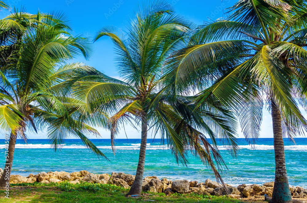 Palm Trees and Sea