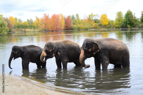 Elephant family in water