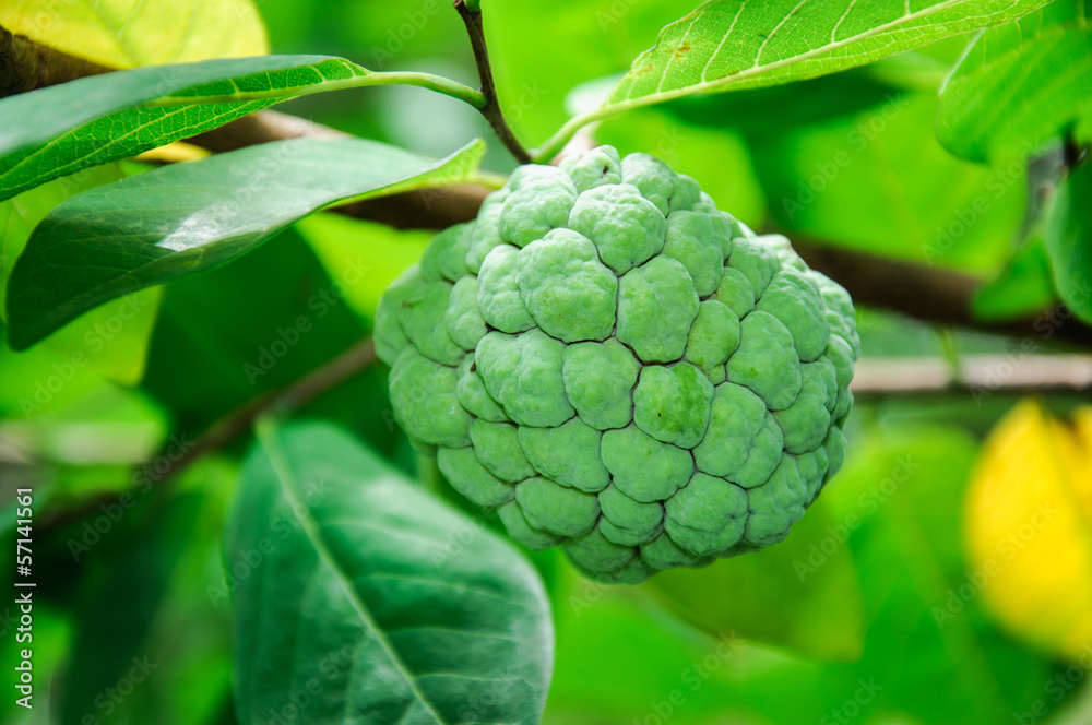 Custard apple fruit,Annona squamosa