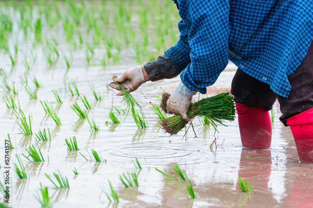 Fototapeta premium Thai farmer planting on the paddy rice farmland