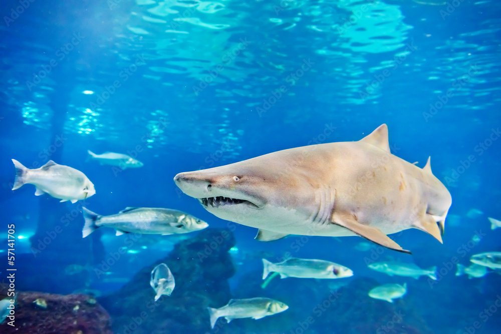 Naklejka premium sand tiger shark (Carcharias taurus) underwater close up portra