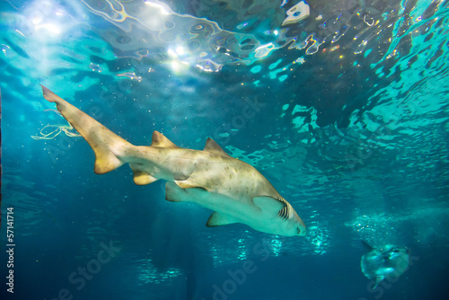 sand tiger shark  Carcharias taurus   underwater close up portra