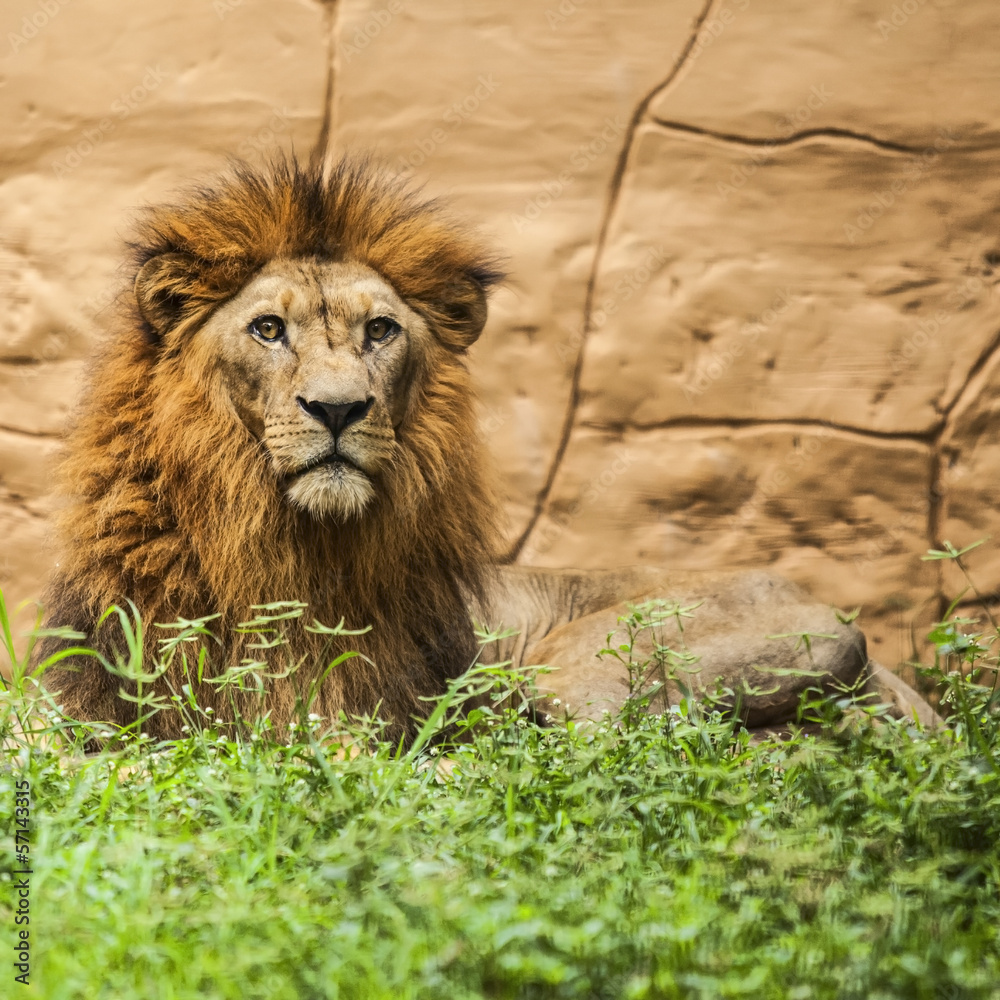 Naklejka premium Lion