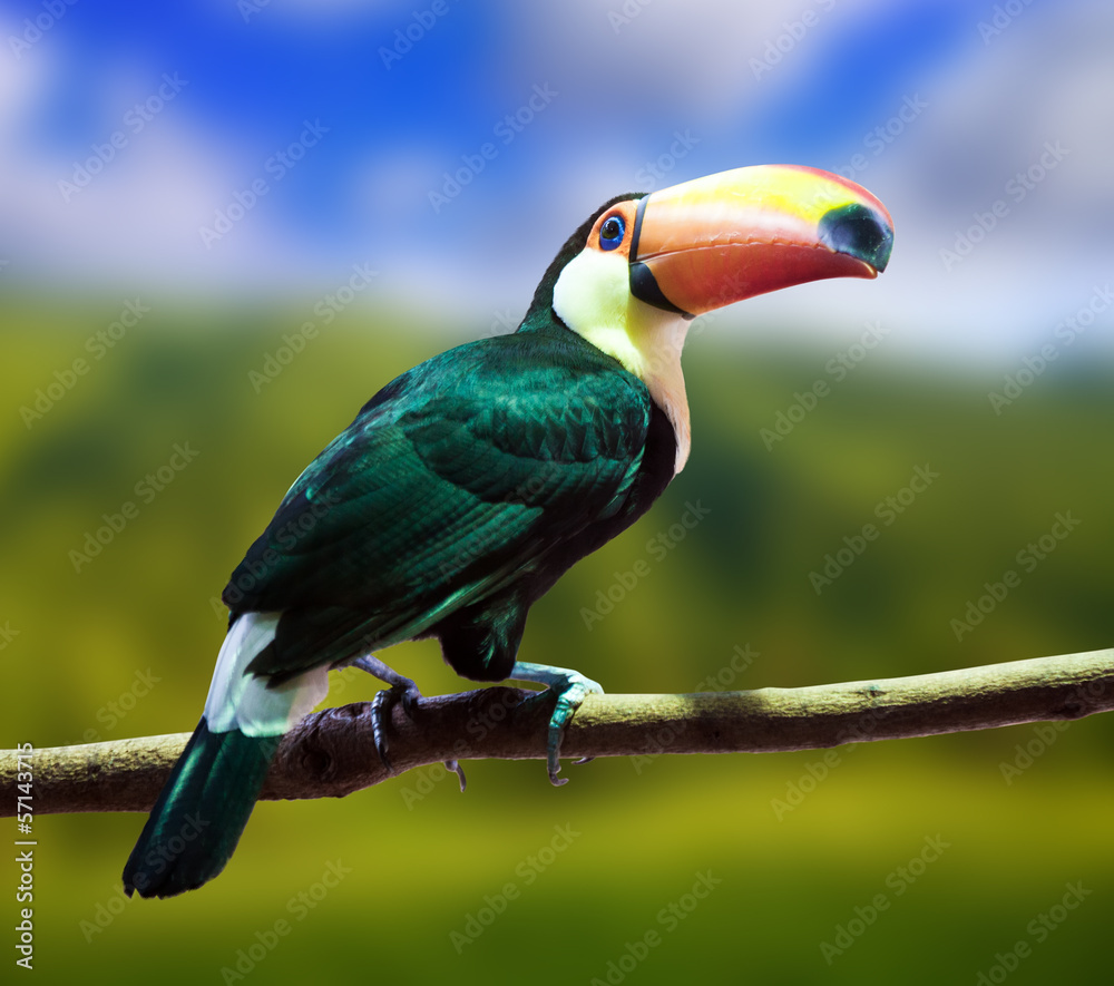 Obraz premium Toco Toucan