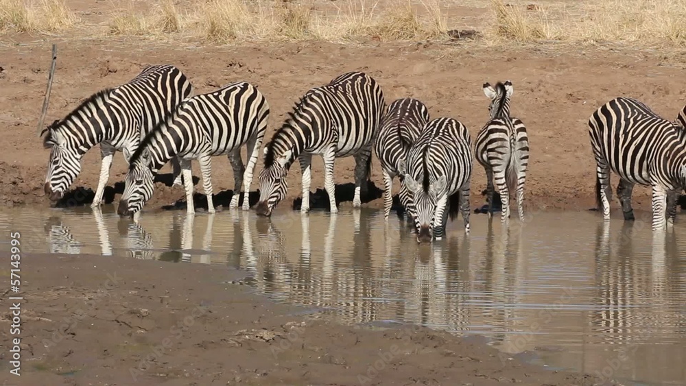 Plains Zebras drinking water, Pilanesberg N/P Plains Zebras drinking water, Pilanesberg N/P