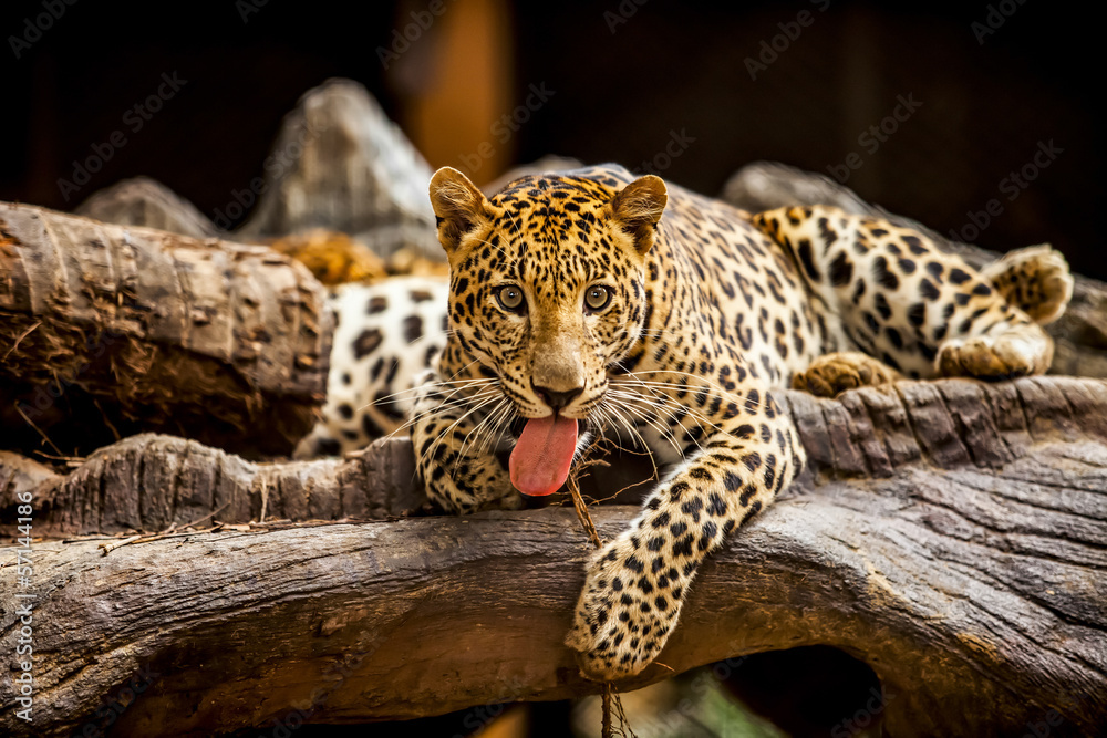 Fototapeta premium tiger