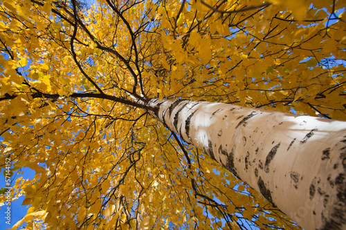 Obraz na plátne wide-angle shot of autumnal silver birch