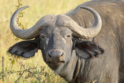 Portrait of african buffalo