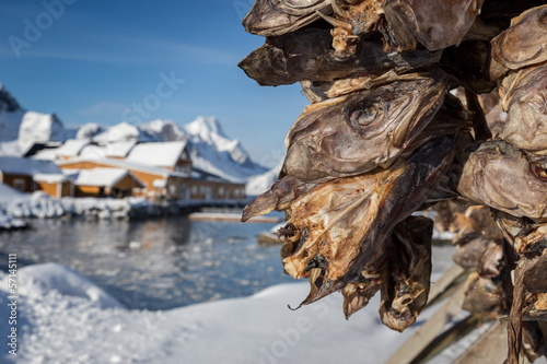dried fish at lofoten island