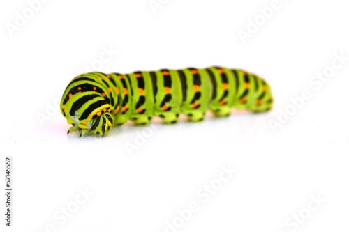 Caterpillar isolé