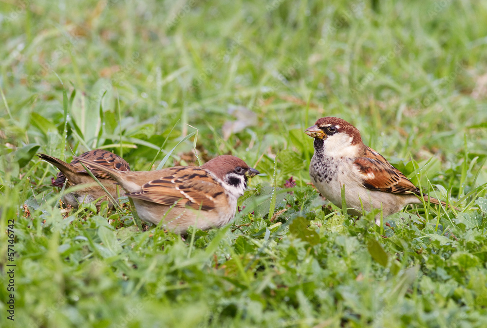 Sparrow Sparrow