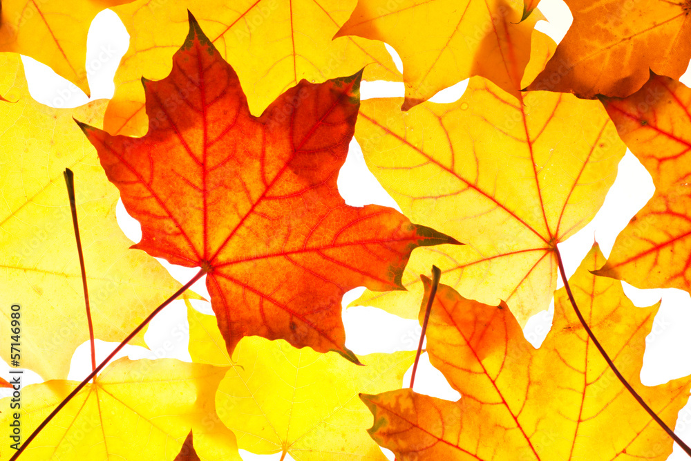 autumn leaves background