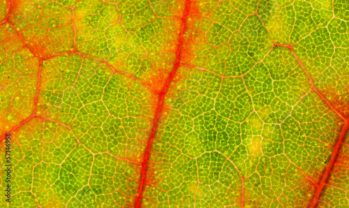 closeup view of leaf structure