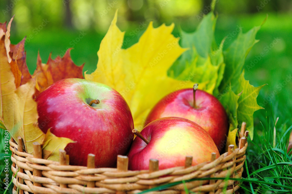 Apples in basket Apples in basket