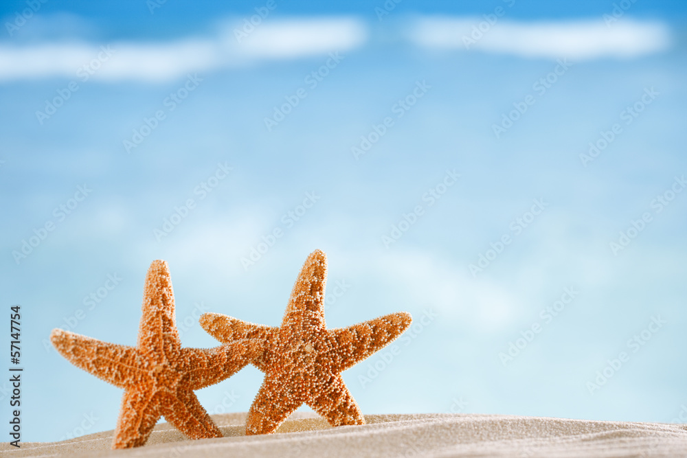 starfish with ocean , beach and seascape starfish with ocean , beach and seascape