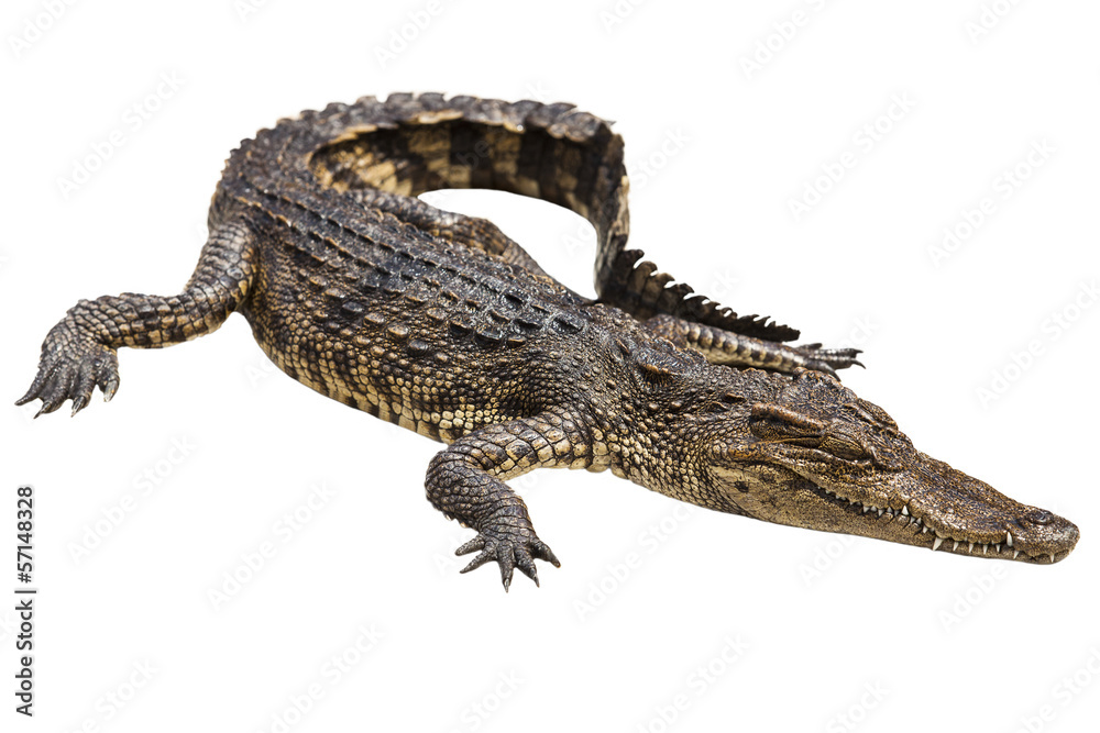 crocodile crocodile