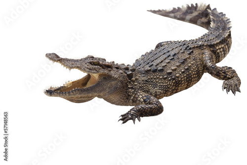 Fotomurale crocodile