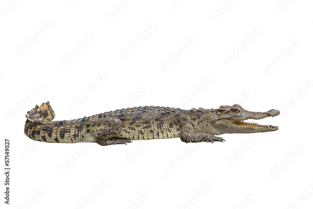 Naklejka premium crocodile