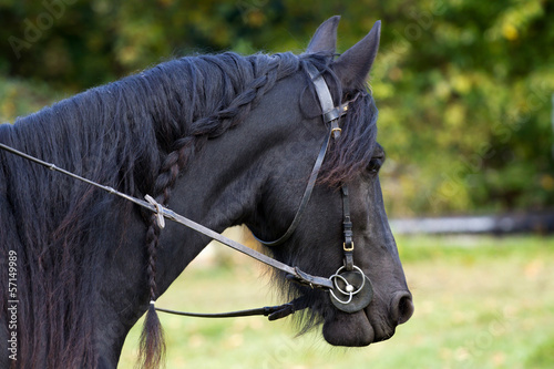 Black friesian horse