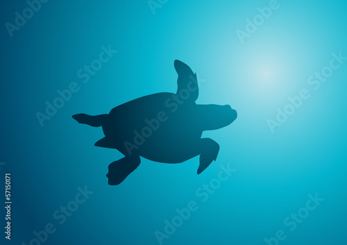 Schildkröte