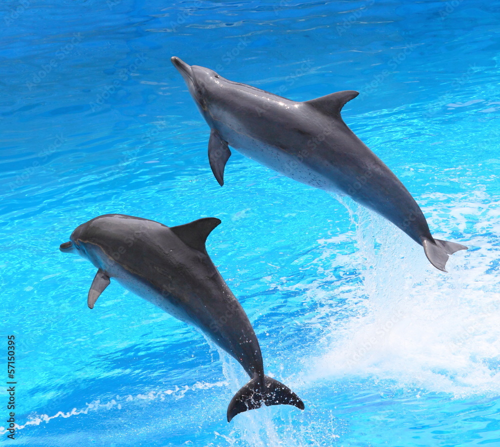 Obraz premium jumping dolphins, Hong Kong
