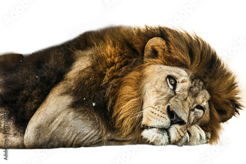 Fototapeta Naklejka Na Ścianę i Meble -  Male Lion in all of his glory