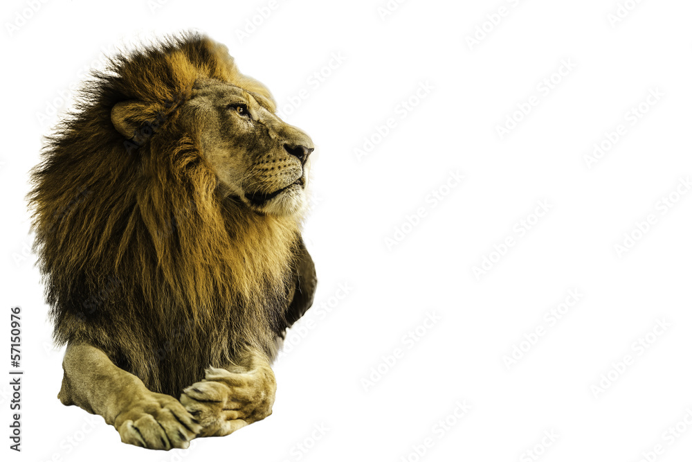 Naklejka premium Lion on a white background.