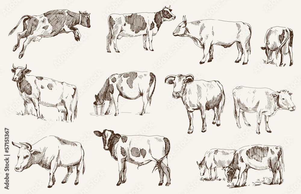 Fototapeta premium cow. animal husbandry