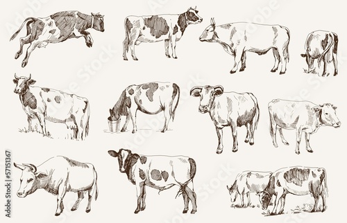 cow. animal husbandry